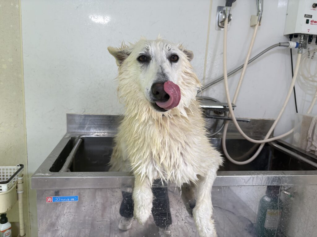 ウィルちゃん