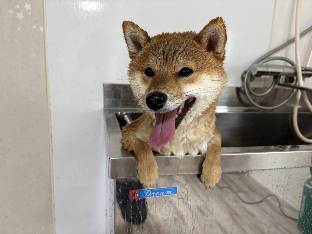 コロ助ちゃん