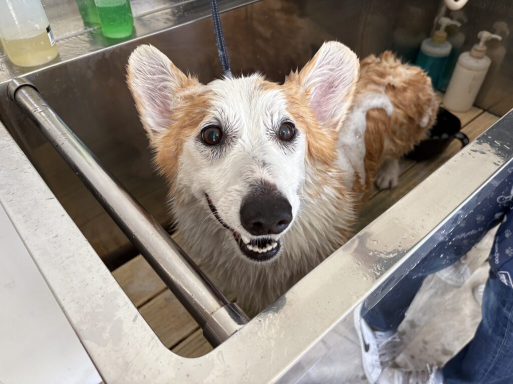 ランディちゃん