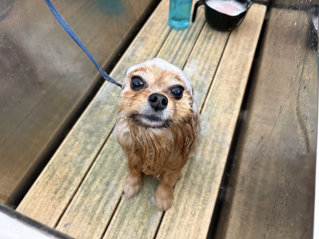ポポちゃん