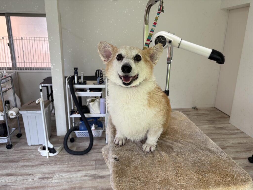 サンちゃん