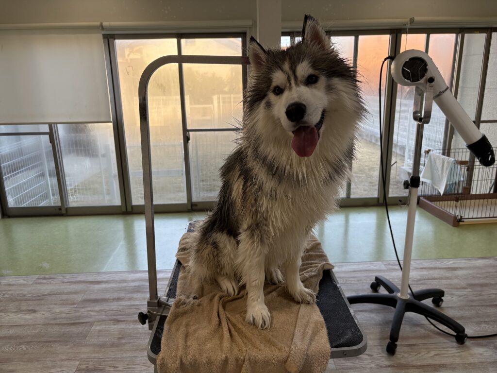 デュークちゃん