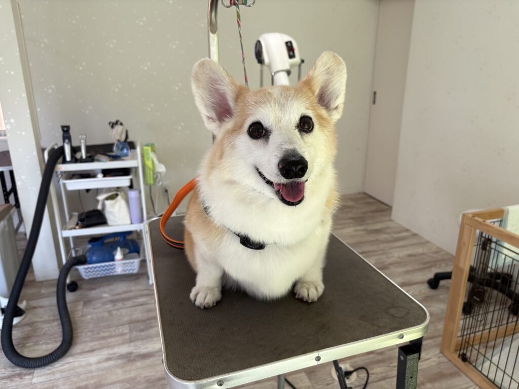 サンちゃん