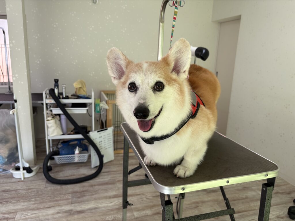 サンちゃん