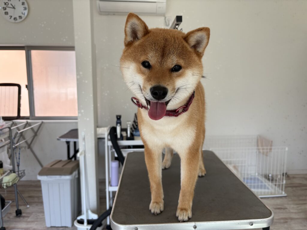 コロ助ちゃん