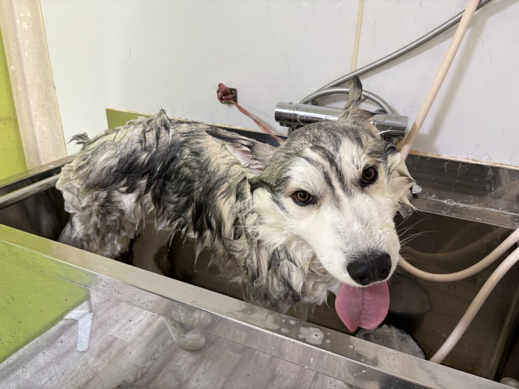 デュークちゃん