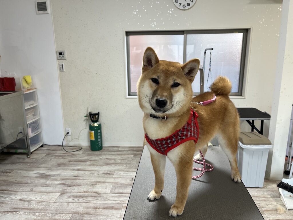 まるこちゃん