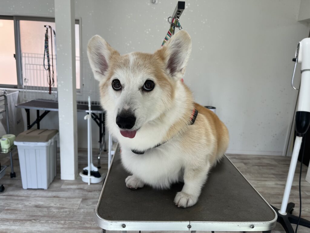 サンちゃん